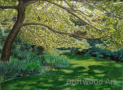 turkey oak