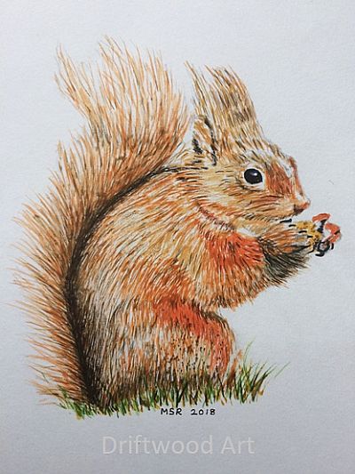 red squirel